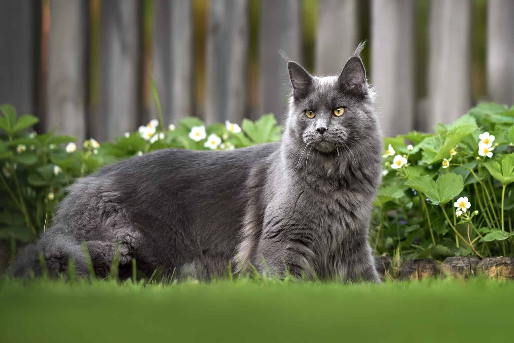 Maine Coon