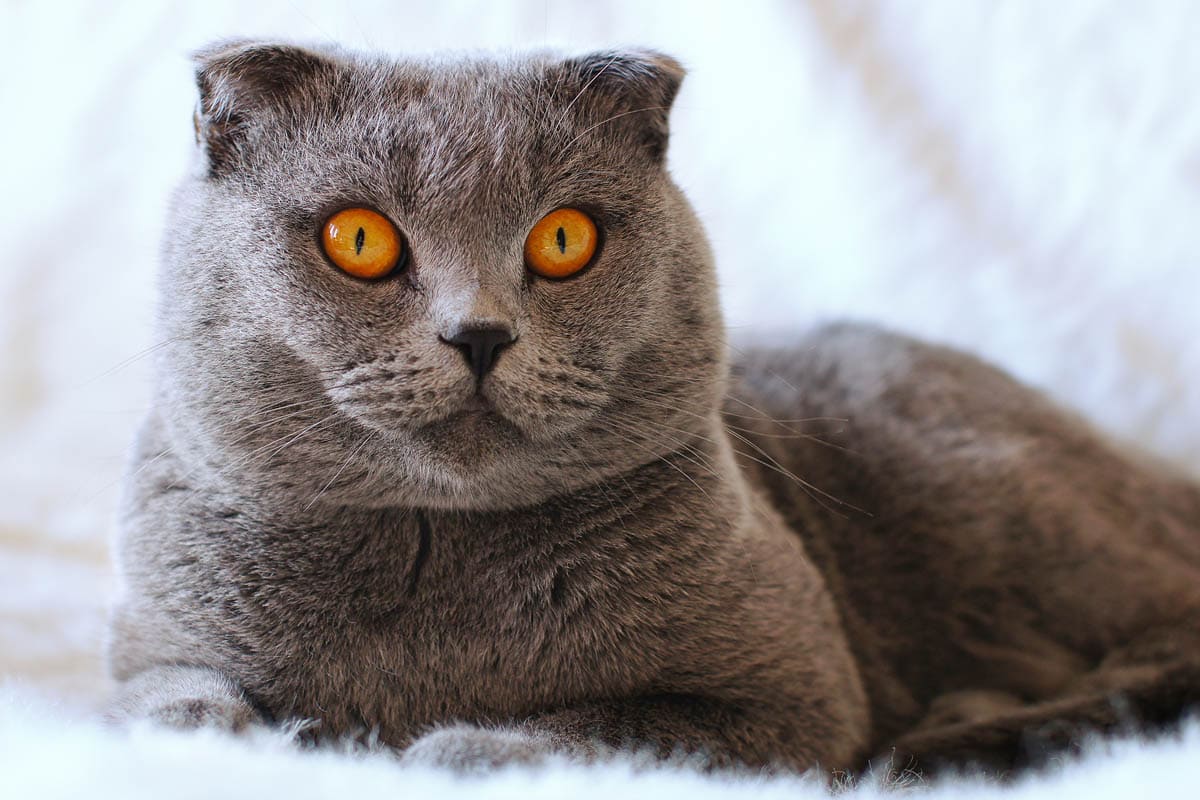 Scottish Fold