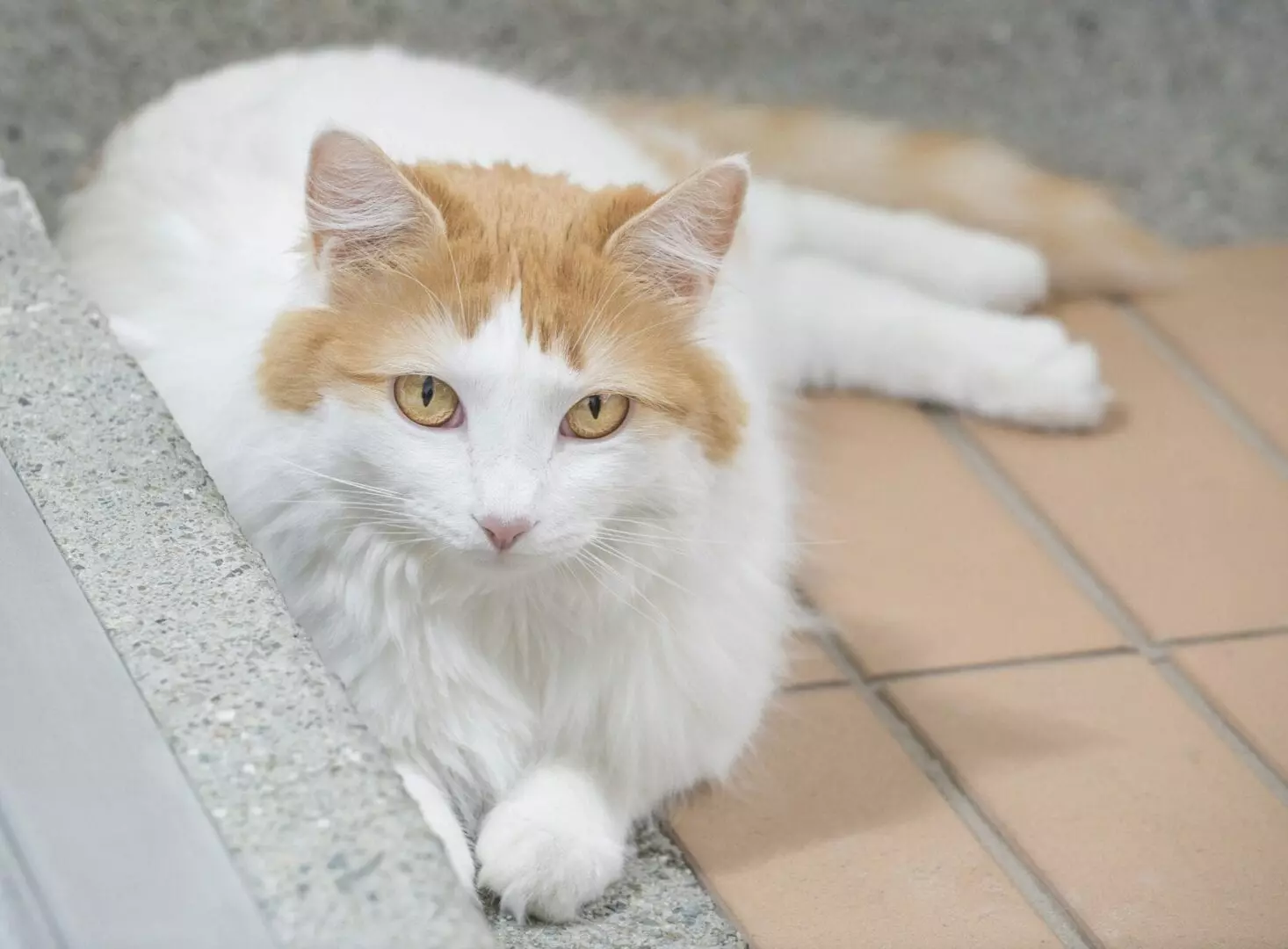 Turkish Van